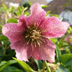 Rosa de Natal 'Red Hybrids'